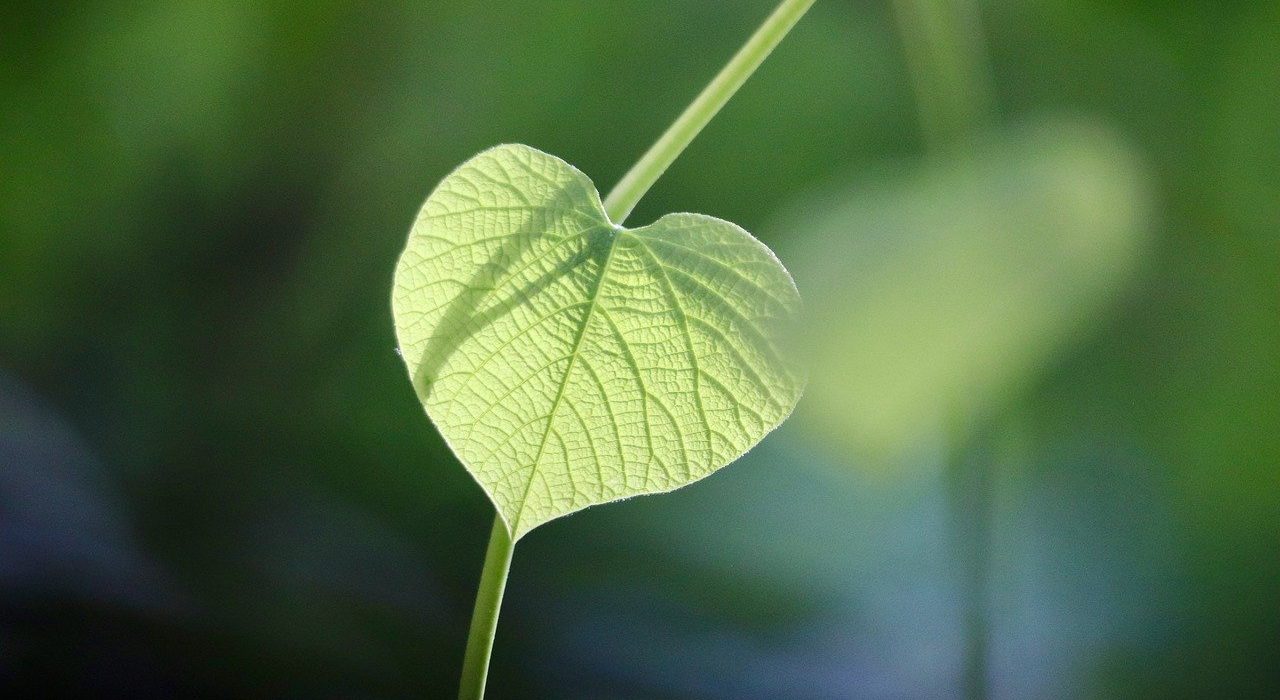 nennieinszweidrei-whistling-wind-9657436_1280